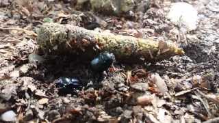 Two beetles fighting over a piece of dog poop zwei Käfer kämpfen um ein Stück Hundekot [upl. by Agripina996]