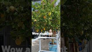 Lemon tree in a potgrowyourownfood [upl. by Riana426]