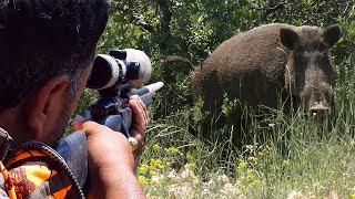 Top DANGEROUS BOAR Hunts FEARLESS Dogs Extreme CloseUp Rifle Shots hunting wildlife [upl. by Arocat387]