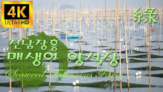 초록물결 매생이 양식장전남 장흥Seaweed Fulvescens FarmKorea LandscapeCinematic Drone4K [upl. by Nylave946]