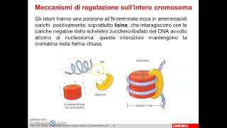 5 Regolazione genica negli eucarioti [upl. by Pol]