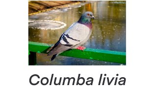 A Study of a Focal Behavior in the Rock Pigeon Columba livia  BIO 331 [upl. by Aredna]