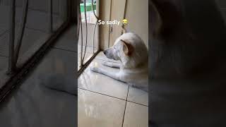 When your Dog cant go outside doglover youtubeshorts cute animals shorts 😭😭 [upl. by Eohce]