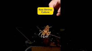 How to Enjoy Raw Shrimp asmr asmrsounds asmrvideo rawshrimp foodculture foodshorts [upl. by Donal302]