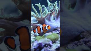 Incredible Reef Aquarium reef reeftank fish [upl. by Yelich60]