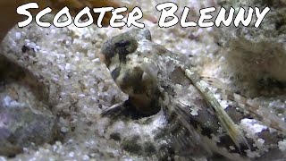 Scooter Blenny [upl. by Bushweller]