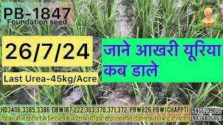 PB1847 Foundation Seed Urea details paddyseeds dhanpaddycroppb1847pb1885pb1692icarfarming [upl. by Faye]