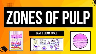 Zones of Pulp  Histology of Pulp  Cells of Pulp  Dental lectures [upl. by Wendolyn]