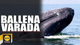 Pescadores dan aviso de una ballena varada [upl. by Athalie]