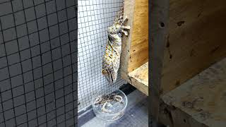 Tokay Gecko Eats Superworms phucsanimalhouse gecko tuko [upl. by Dnalra]