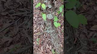 Swamp locust Gleditsia aquatica in the Caesalpinia family [upl. by Sedruol306]