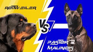 ROTTWEILER VS PASTOR BELGA MALINOIS 🥊🐶 ENFRENTADOS [upl. by Nahtanha]