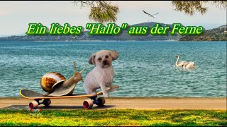 Eein liebes HALLO aus der Ferne und einen schönen Tag🌞 liebe Grüße von mir 🐶 [upl. by Tiram940]