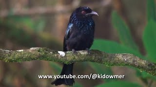 HAIRCRESTED DRONGO Borneo [upl. by Airak]