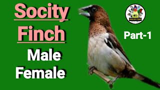 Socity  Bengalese Finch 🔴MALE 🟢FEMALE Part1 [upl. by Dart830]