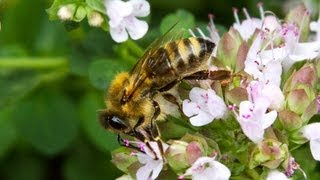 Carniolan Honey Bee [upl. by Divaj]