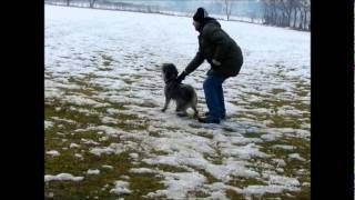 Standard Schnauzer Salt and Pepper Protection Training CAL1CAL2 Pepe 14 months old [upl. by Mcallister]