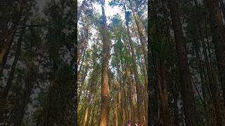 pine forest 🏞 music love travel youtubeshorts [upl. by Nagard782]