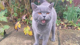 Monty Blue British Shorthair Cat  in The Garden [upl. by Boj]