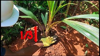 Comment planter un cocotier nain et récolter les premières noix de coco après 3ans seulement [upl. by Ynnub]