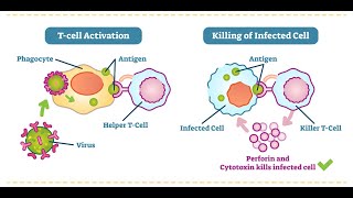 Mitochondrial dysfunction in Tcells and the impact on health and healing from cancer or infection [upl. by Mainis]