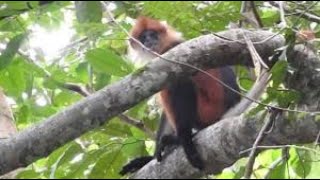 Lutung Merah Presbytis rubicunda [upl. by Wilber]