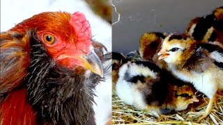 Araucana chickens with young chicks  Rumpless hens roosters  Araucana Hühner Grünleger [upl. by Dressel]