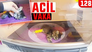 2 Aylık Yavru Kedi  KLİNİKte ACİL VAKA MUTLU SON olmadı DoBiDa 128 [upl. by Crichton]