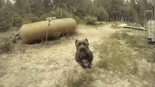 Cane Corso Attack  Dozer Jaws Play [upl. by Arted]