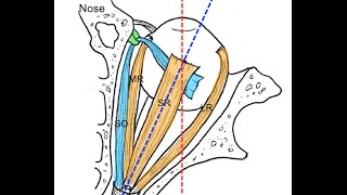 Extraocular muscles tutorial [upl. by Hara]