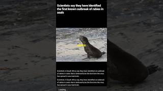 Breaking FirstEver Rabies Outbreak in Seals Discovered in South Africa [upl. by Finnegan]