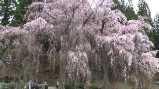 2016年04月21日 角館の桜 開花状況 [upl. by Reinar]