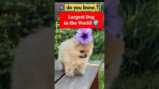 Dog Life 🤯 interestingfacts facts dog doglover pets pet dogs shorts shortsvideo shortsfeed [upl. by Ydnim259]