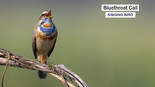 Bluethroat Bird  Bluethroat Call  Bluethroat Sound  Bird singing  Bird Song Wildlifephotography [upl. by Kellie707]