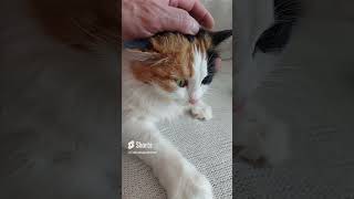 How to stroke my cat properly [upl. by Bartholomeus]