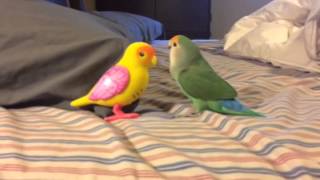 Lovebird squawking at toy bird [upl. by Kealey773]