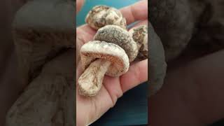 Comment réhydrater vos champignons shiitake  Mon astuce [upl. by Pacian108]