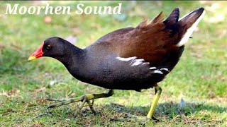 Moorhen Bird Sound  Moorhen Call  Moorhen Sound  Moorhen Bird [upl. by Robinett]