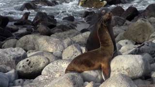 OAT Galapagos tour 201201 [upl. by Evey]