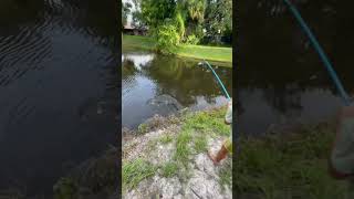 Massive line breaker lol bassfishinglife [upl. by Eiduam]