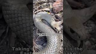 Most Deadliest Snakes In The World snakes shorts youtubeshorts shortsfeed [upl. by Ahseet780]