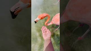 Feeding flamingos 🦩 went wrong flamingo aruba beach blueocean [upl. by Giwdul]