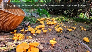 Enjoying picking chanterelle mushrooms in a new forest [upl. by Weber]