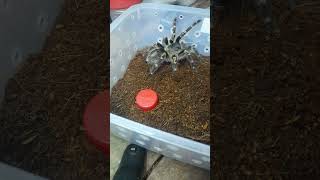 Grammostola pulchripes juve ready tokped mathulaxcoitus [upl. by Nibbor767]