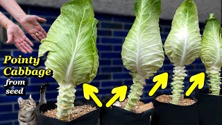 Growing Big Pointy Cabbage from Seed in Containers amp Grow Bags  Step by Step  Seed to Harvest [upl. by Nnaegroeg680]