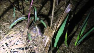 Southern Chorus Frog Calling [upl. by Asenab]