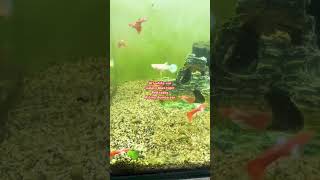 Albino Fire Red white ear Red topaz Galaxy blue tiger Albink platinum dumbo rare strain guppies [upl. by Nwahsem]