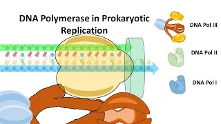 DNA Polymerase in Prokaryotes and their mechanism of action DNA Pol I DNA Pol II and DNA Pol III [upl. by Leseil]