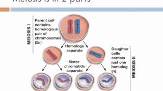 Biology 1 Lecture 13 Meiosis [upl. by Lilah]