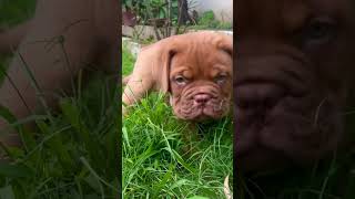 Watch till the end  dogue de bordeaux fight  french mastiff puppies shorts youtubeshorts dog 🐾 [upl. by Sowell]